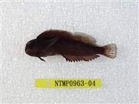 藏品(緣頂鬚鳚)的圖片